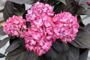 Ballhortensie FIRST EDITIONS ® 'ECLIPSE' ®