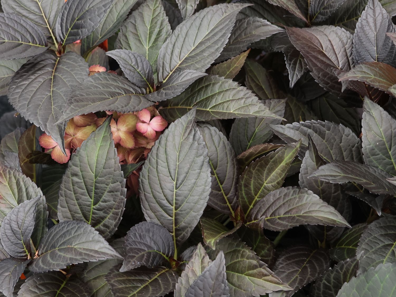 Ballhortensie FIRST EDITIONS ® 'ECLIPSE' ® - Hydrangea macrophylla FIRST EDITIONS ® 'ECLIPSE' ®