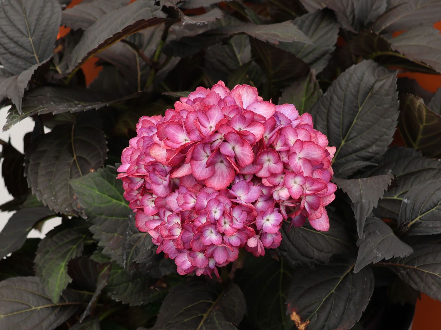 Ballhortensie FIRST EDITIONS ® 'ECLIPSE' ® - Hydrangea macrophylla FIRST EDITIONS ® 'ECLIPSE' ®