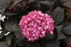 Ballhortensie FIRST EDITIONS ® 'ECLIPSE' ® - Hydrangea macrophylla FIRST EDITIONS ® 'ECLIPSE' ®