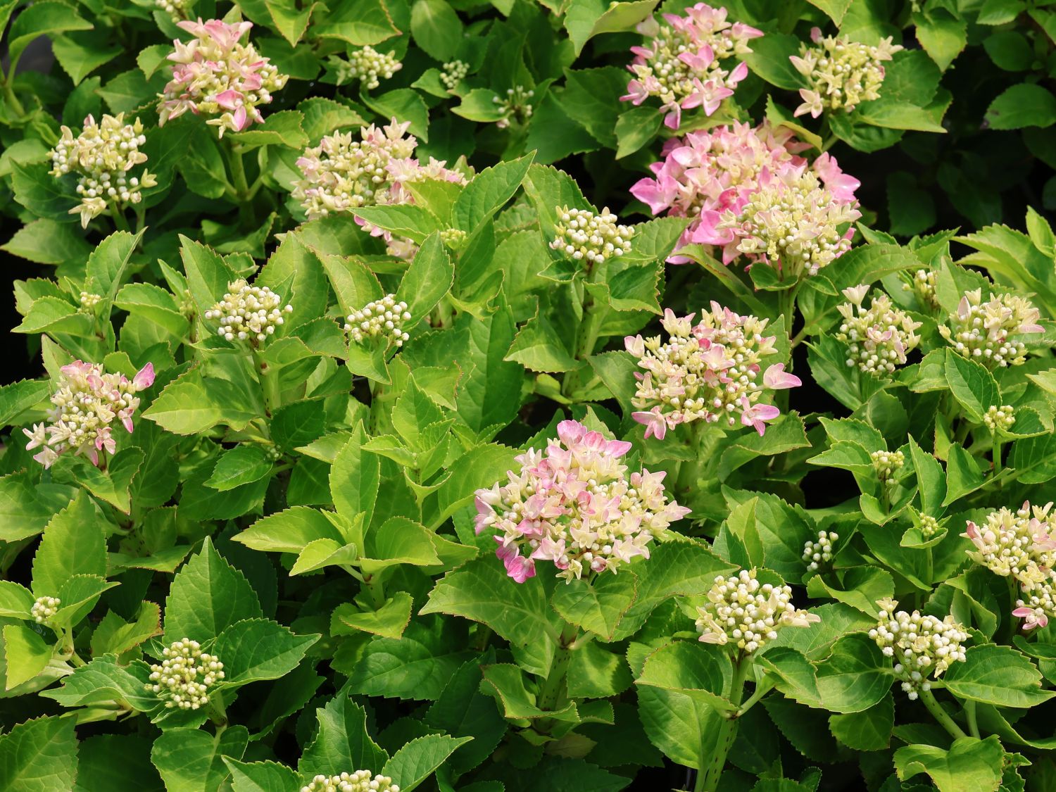 Ballhortensie 'Forever & Ever ® Hortbux ® Rosa / Blau'