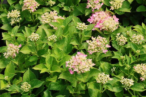 Ballhortensie 'Forever & Ever ® Hortbux ® Rosa / Blau' - Hydrangea macrophylla 'Forever & Ever ® Hortbux ® Rosa / Blau'