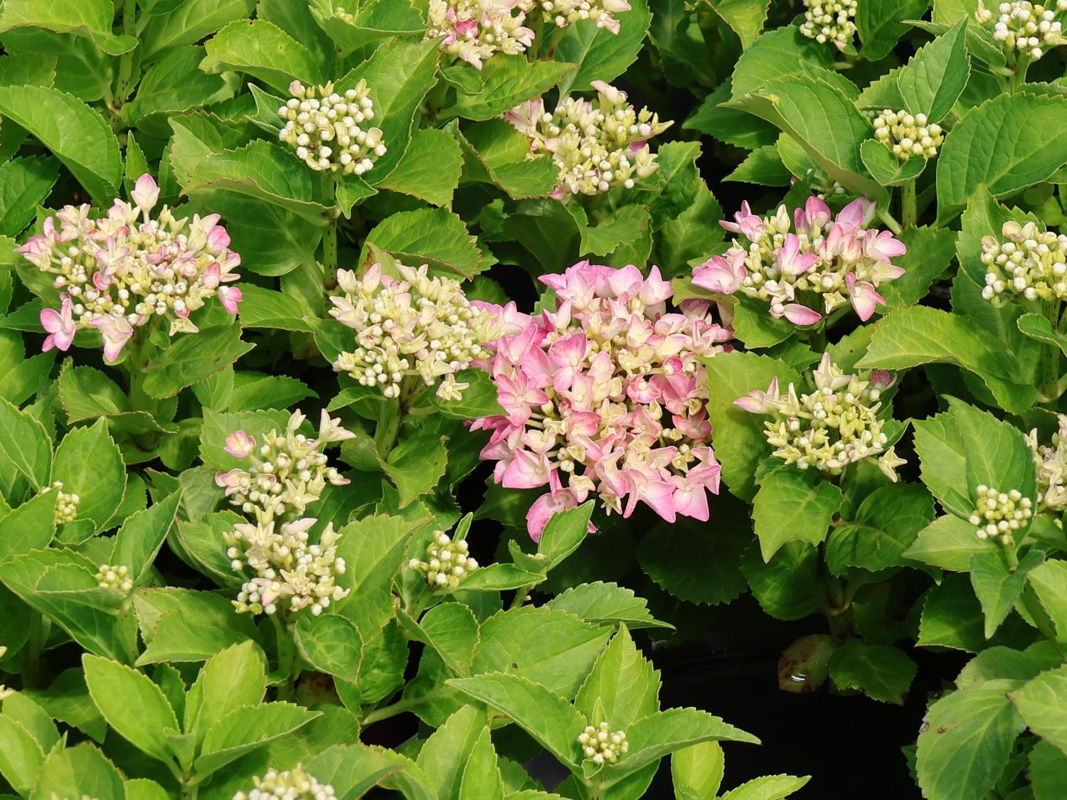 Ballhortensie 'Forever & Ever ® Hortbux ® Rosa / Blau' - Hydrangea macrophylla 'Forever & Ever ® Hortbux ® Rosa / Blau'