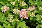 Ballhortensie 'Forever & Ever ® Hortbux ® Rosa / Blau' - Hydrangea macrophylla 'Forever & Ever ® Hortbux ® Rosa / Blau'
