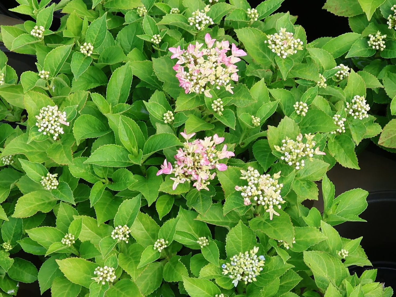 Ballhortensie 'Forever & Ever ® Hortbux ® Rosa / Blau' - Hydrangea macrophylla 'Forever & Ever ® Hortbux ® Rosa / Blau'