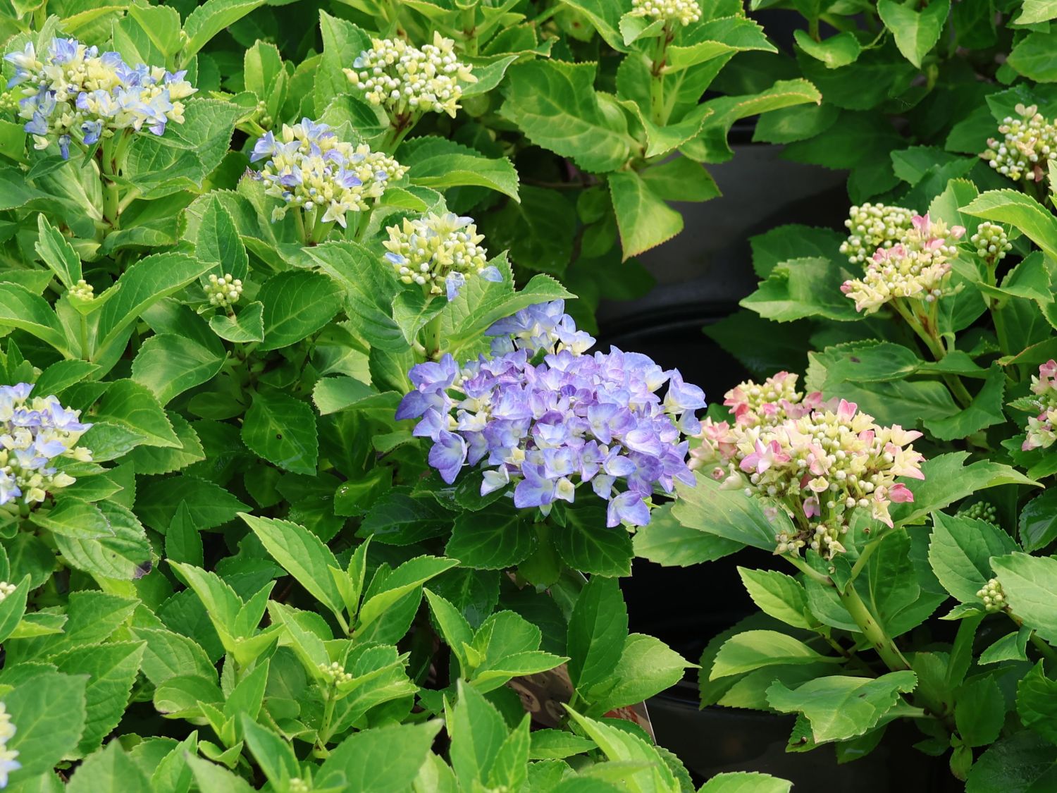 Ballhortensie 'Forever & Ever ® Hortbux ® Rosa / Blau' - Hydrangea macrophylla 'Forever & Ever ® Hortbux ® Rosa / Blau'
