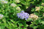 Ballhortensie 'Forever & Ever ® Hortbux ® Rosa / Blau' - Hydrangea macrophylla 'Forever & Ever ® Hortbux ® Rosa / Blau'