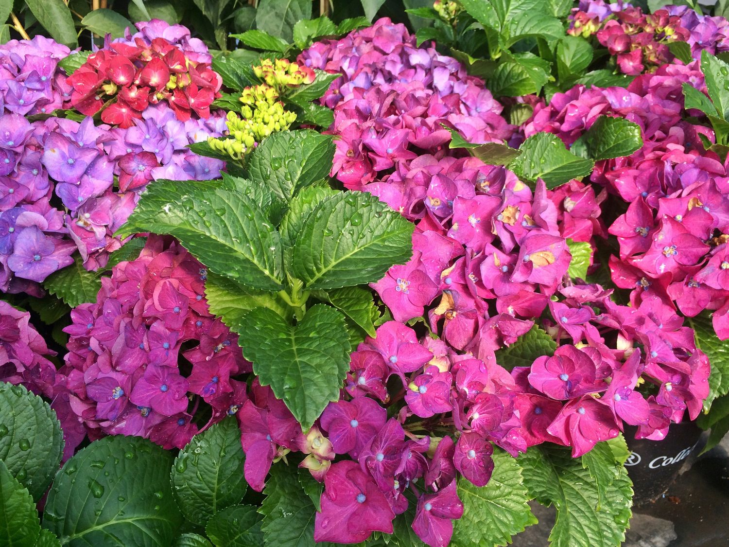 Ballhortensie 'Hot Red' Violet - Hydrangea macrophylla 'Hot Red' Violet'