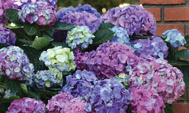 Hortensien Die Farbexplosion F r Deinen Garten Hortensien Die Farbexplosion F r Deinen Garten