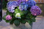 Ballhortensie 'L.A. Dreamin' ® - Hydrangea macrophylla 'L.A. Dreamin' ®