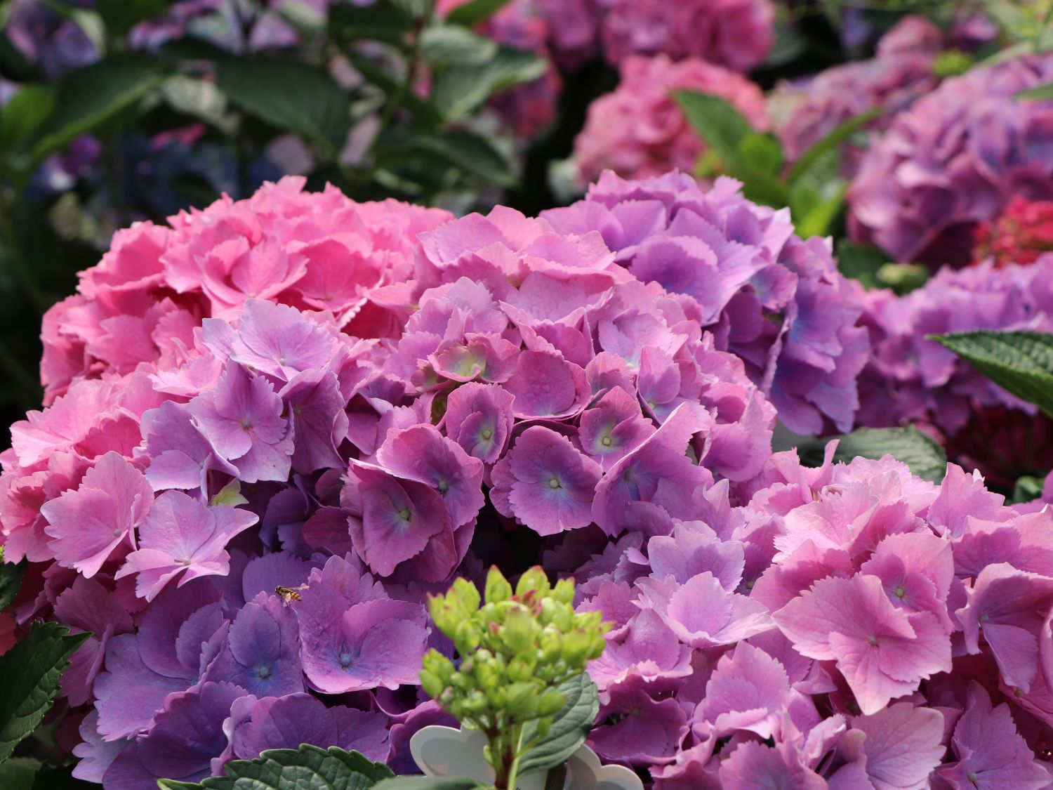 Ballhortensie 'L.A. Dreamin' ® - Hydrangea macrophylla 'L.A. Dreamin' ®