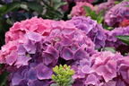 Ballhortensie 'L.A. Dreamin' ® - Hydrangea macrophylla 'L.A. Dreamin' ®