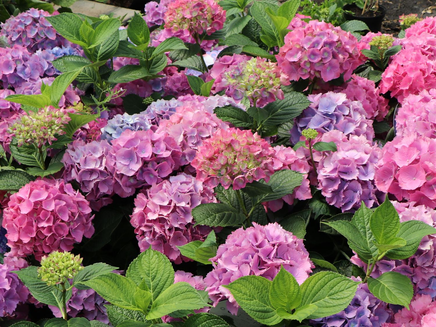 Ballhortensie 'L.A. Dreamin' ® - Hydrangea macrophylla 'L.A. Dreamin' ®