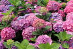Ballhortensie 'L.A. Dreamin' ® - Hydrangea macrophylla 'L.A. Dreamin' ®