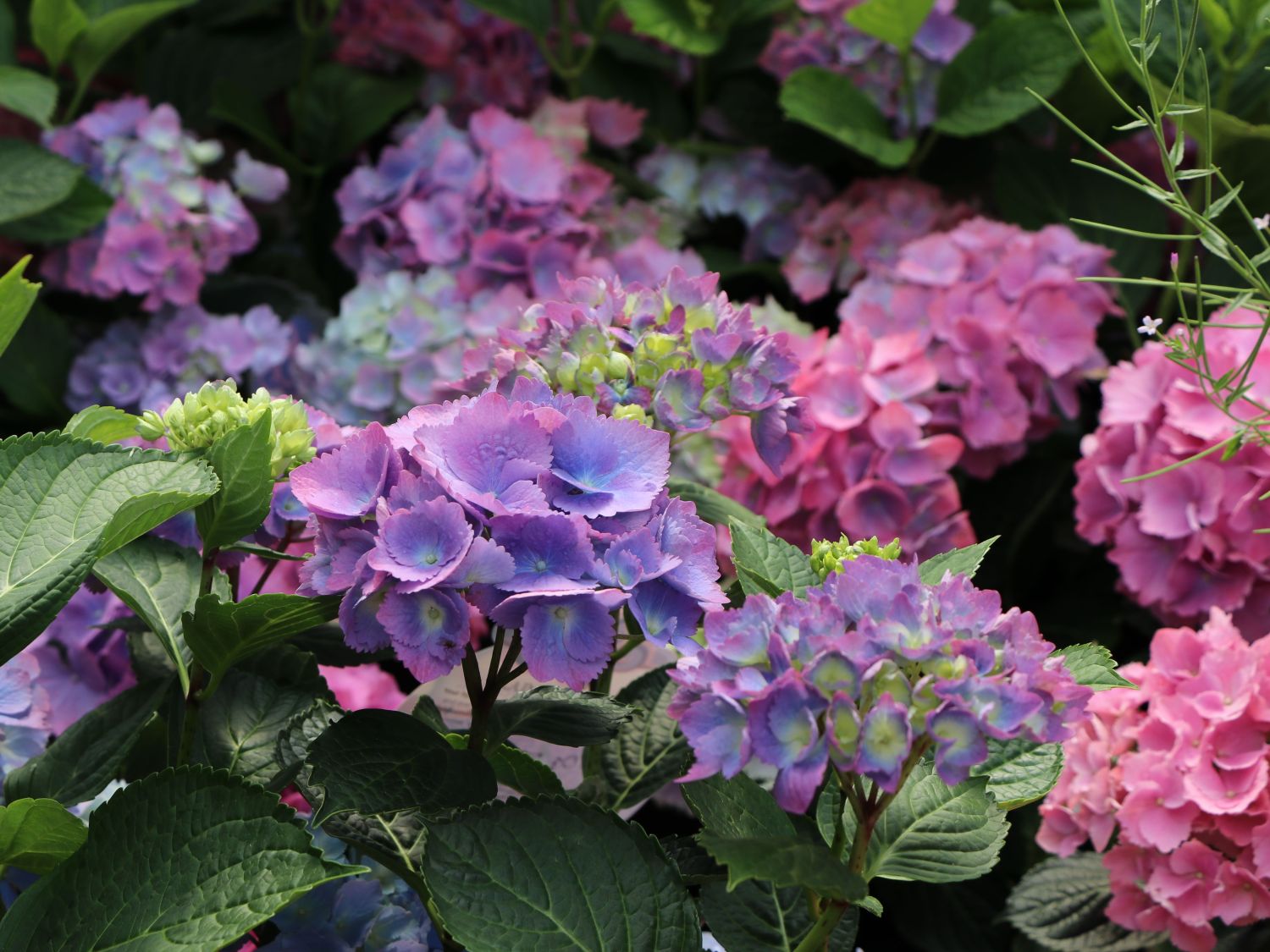 Ballhortensie 'L.A. Dreamin' ® - Hydrangea macrophylla 'L.A. Dreamin' ®