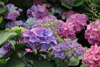 Ballhortensie 'L.A. Dreamin' ® - Hydrangea macrophylla 'L.A. Dreamin' ®