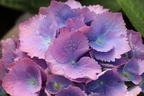Ballhortensie 'L.A. Dreamin' ® - Hydrangea macrophylla 'L.A. Dreamin' ®