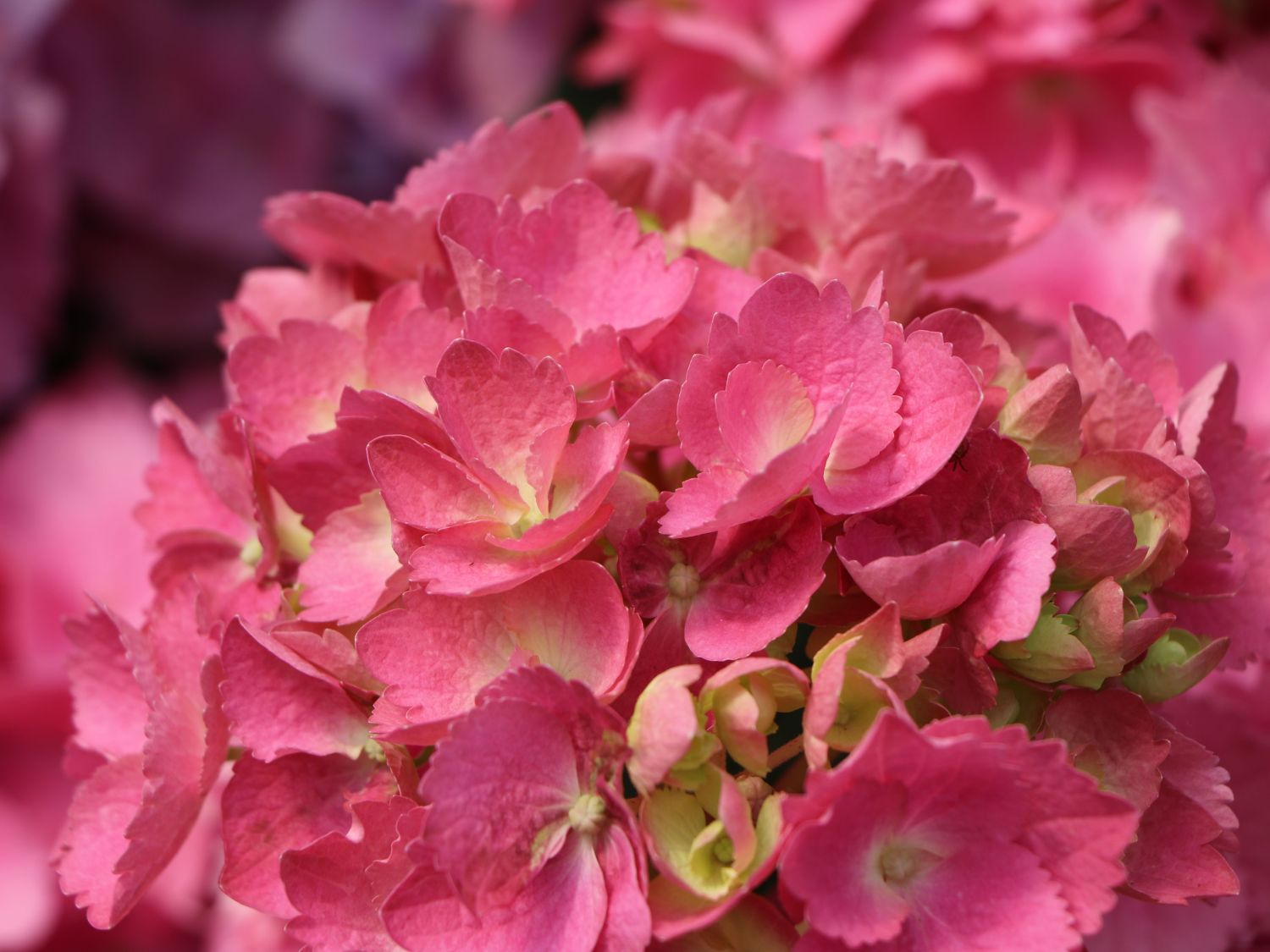 Ballhortensie 'L.A. Dreamin' ® - Hydrangea macrophylla 'L.A. Dreamin' ®