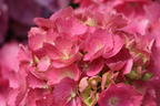 Ballhortensie 'L.A. Dreamin' ® - Hydrangea macrophylla 'L.A. Dreamin' ®