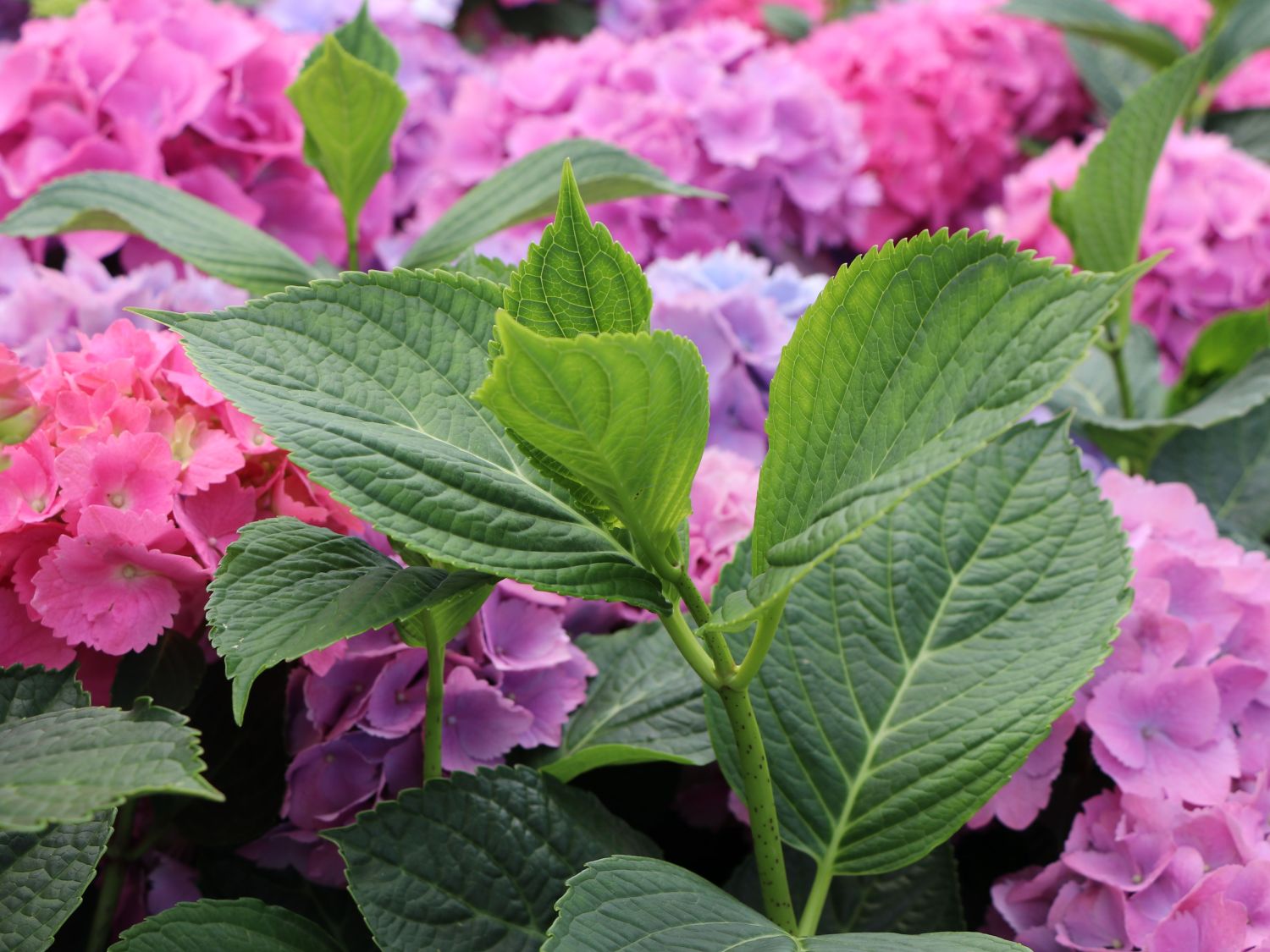 Ballhortensie 'L.A. Dreamin' ® - Hydrangea macrophylla 'L.A. Dreamin' ®