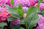 Ballhortensie 'L.A. Dreamin' ® - Hydrangea macrophylla 'L.A. Dreamin' ®