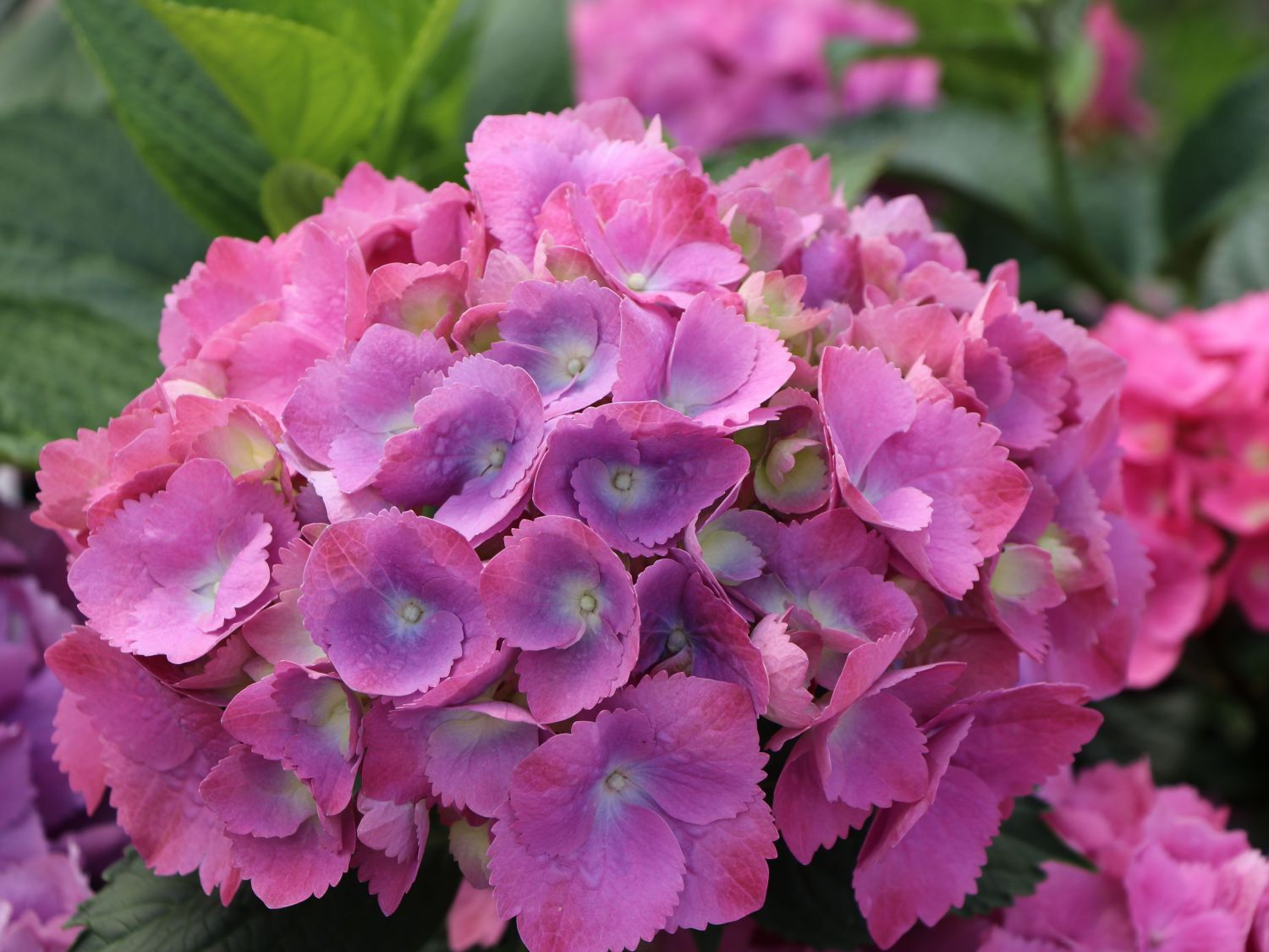 Ballhortensie 'L.A. Dreamin' ® - Hydrangea macrophylla 'L.A. Dreamin' ®