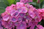 Ballhortensie 'L.A. Dreamin' ® - Hydrangea macrophylla 'L.A. Dreamin' ®