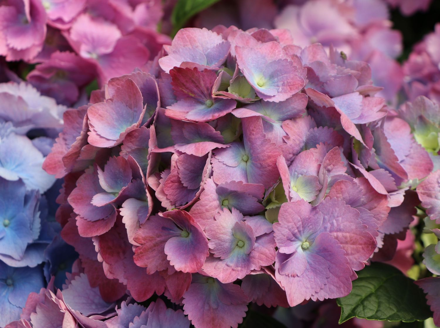 Ballhortensie 'L.A. Dreamin' ® - Hydrangea macrophylla 'L.A. Dreamin' ®