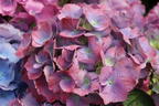 Ballhortensie 'L.A. Dreamin' ® - Hydrangea macrophylla 'L.A. Dreamin' ®