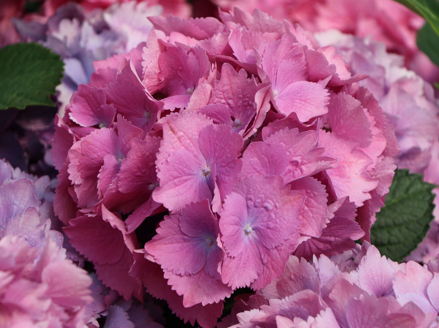 Ballhortensie 'L.A. Dreamin' ® - Hydrangea macrophylla 'L.A. Dreamin' ®