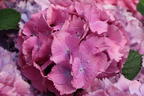 Ballhortensie 'L.A. Dreamin' ® - Hydrangea macrophylla 'L.A. Dreamin' ®