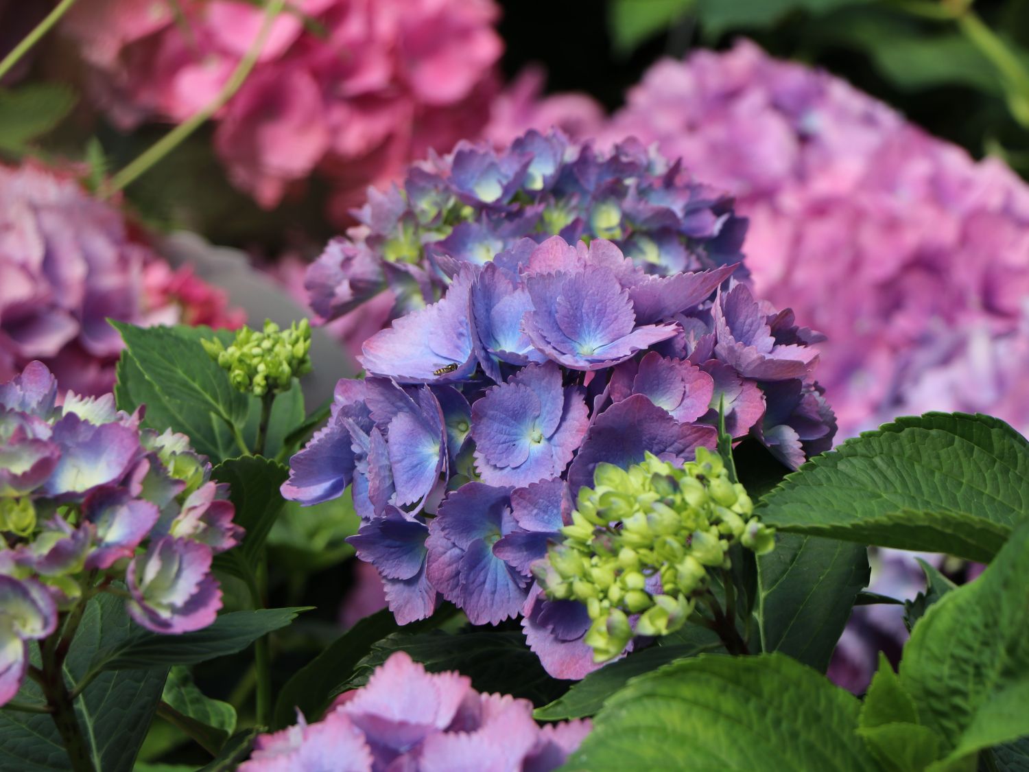 Ballhortensie 'L.A. Dreamin' ® - Hydrangea macrophylla 'L.A. Dreamin' ®