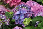 Ballhortensie 'L.A. Dreamin' ® - Hydrangea macrophylla 'L.A. Dreamin' ®