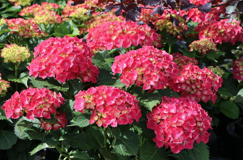 Ballhortensie 'Leuchtfeuer' - Hydrangea macrophylla 'Leuchtfeuer'