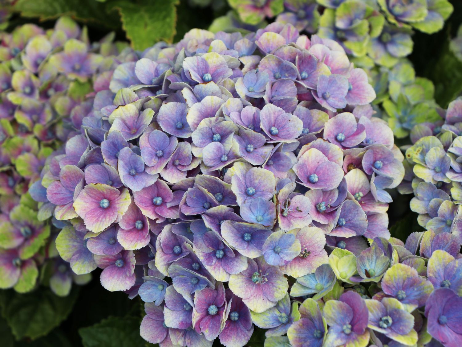 Ballhortensie Magical ® Four Seasons 'Amethyst ®' Blau