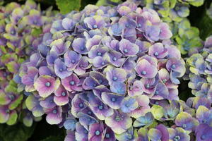 Ballhortensie Magical ® Four Seasons 'Amethyst ®' Blau