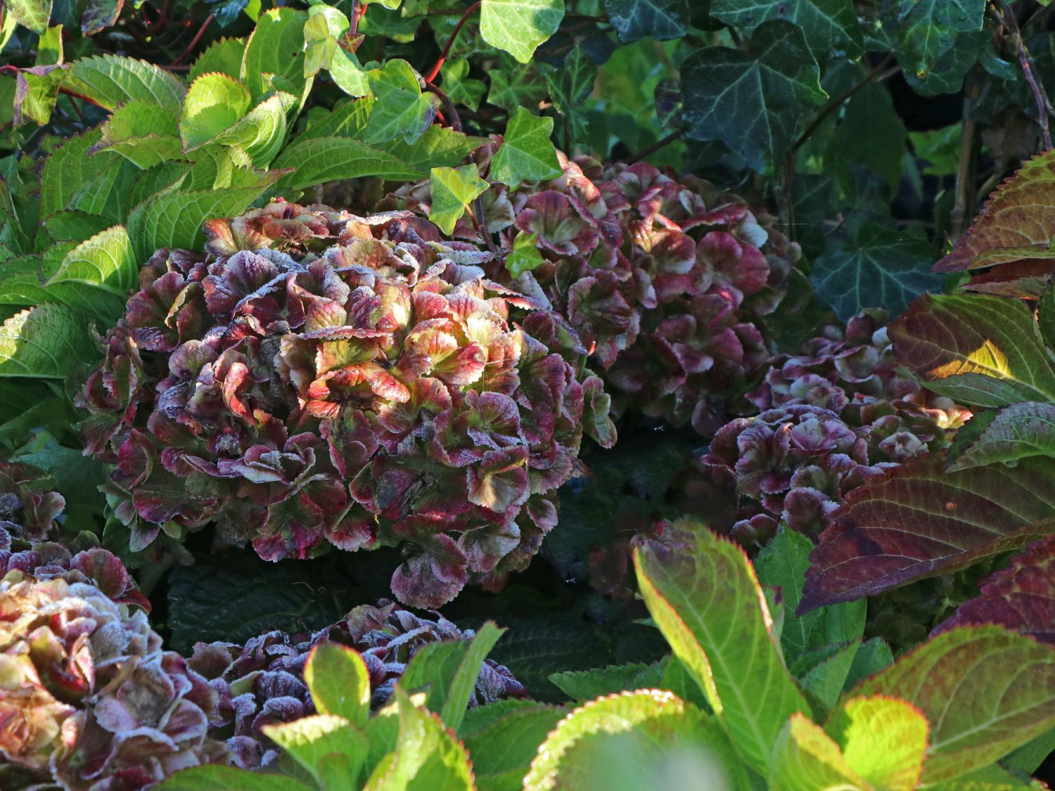 Ballhortensie Magical ® Four Seasons 'Amethyst ®' Rosa / Pink - Hydrangea macrophylla Magical ® Four Seasons 'Amethyst ®' Rosa / Pink