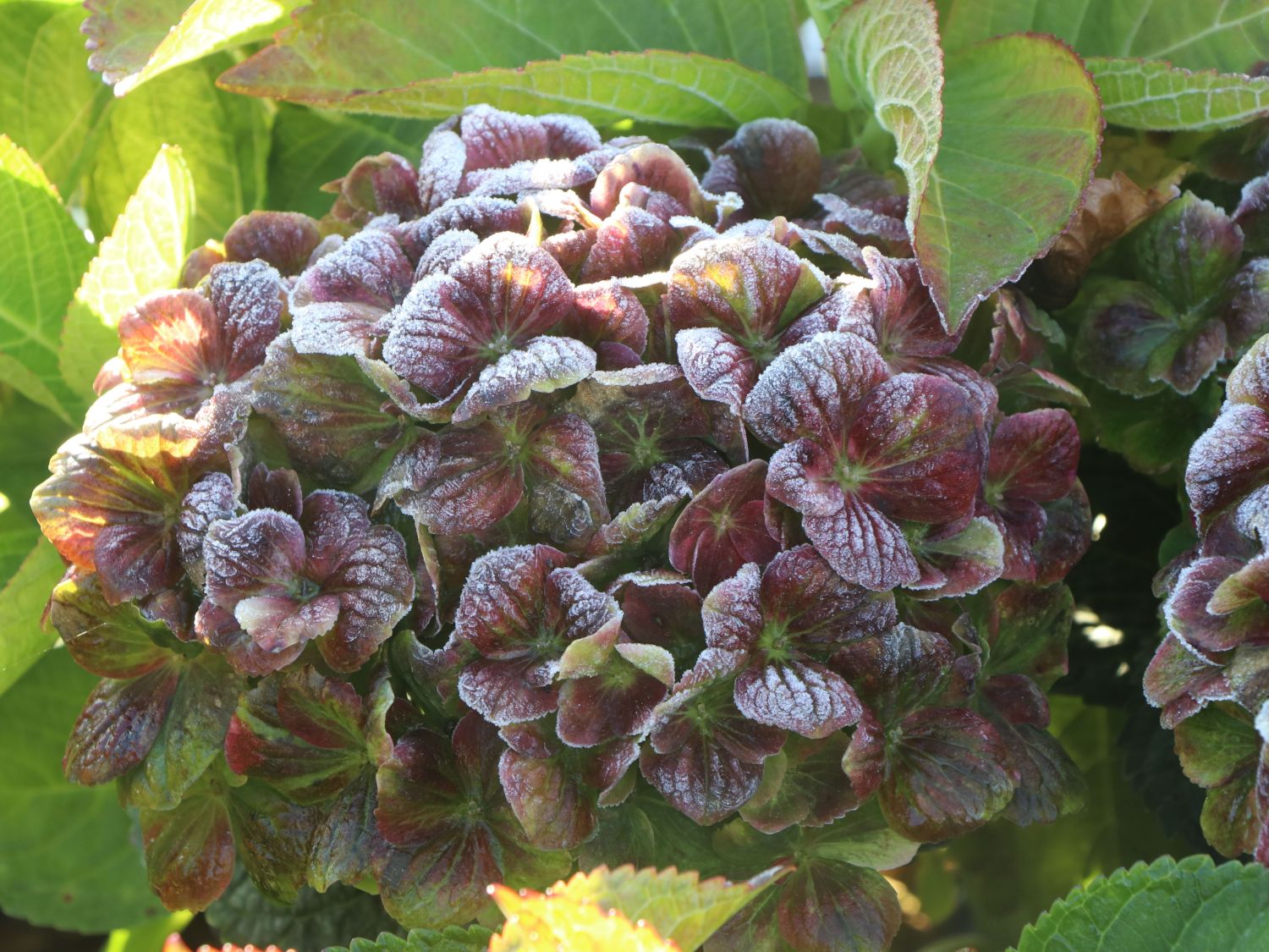 Ballhortensie Magical ® Four Seasons 'Amethyst ®' Rosa / Pink - Hydrangea macrophylla Magical ® Four Seasons 'Amethyst ®' Rosa / Pink