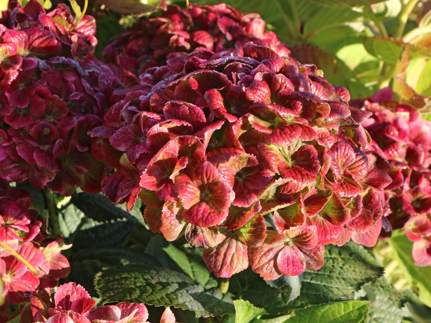 Ballhortensie Magical ® Four Seasons 'Amethyst ®' Rosa / Pink - Hydrangea macrophylla Magical ® Four Seasons 'Amethyst ®' Rosa / Pink