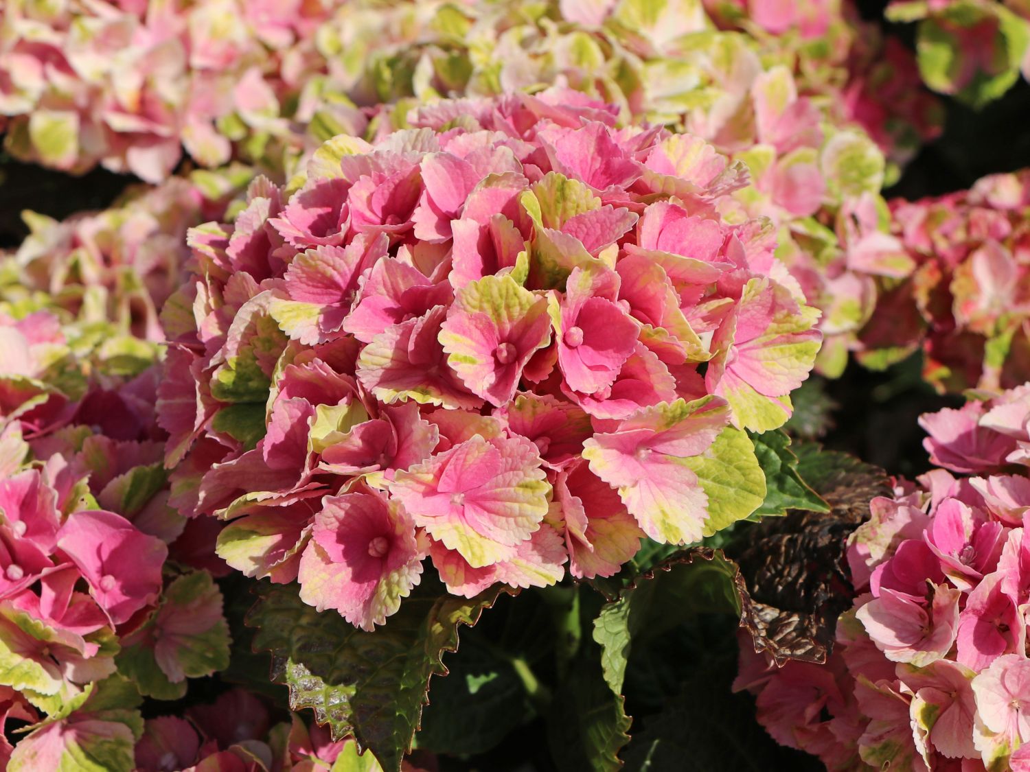 Ballhortensie Magical ® Four Seasons 'Amethyst ®' Rosa / Pink