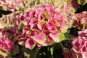 Ballhortensie Magical ® Four Seasons 'Amethyst ®' Rosa / Pink