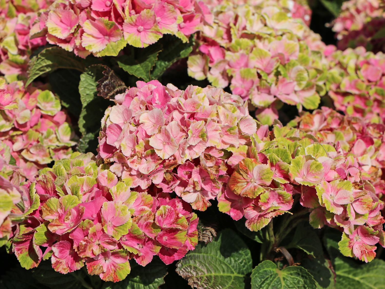 Ballhortensie Magical ® Four Seasons 'Amethyst ®' Rosa / Pink - Hydrangea macrophylla Magical ® Four Seasons 'Amethyst ®' Rosa / Pink