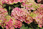 Ballhortensie Magical ® Four Seasons 'Amethyst ®' Rosa / Pink - Hydrangea macrophylla Magical ® Four Seasons 'Amethyst ®' Rosa / Pink