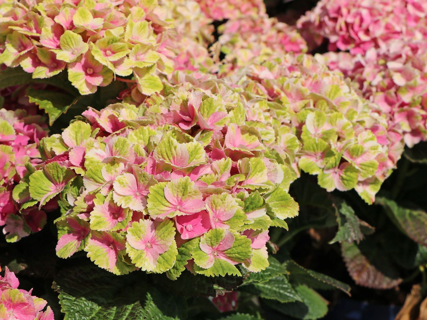 Ballhortensie Magical ® Four Seasons 'Amethyst ®' Rosa / Pink - Hydrangea macrophylla Magical ® Four Seasons 'Amethyst ®' Rosa / Pink