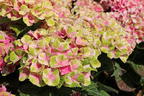 Ballhortensie Magical ® Four Seasons 'Amethyst ®' Rosa / Pink - Hydrangea macrophylla Magical ® Four Seasons 'Amethyst ®' Rosa / Pink