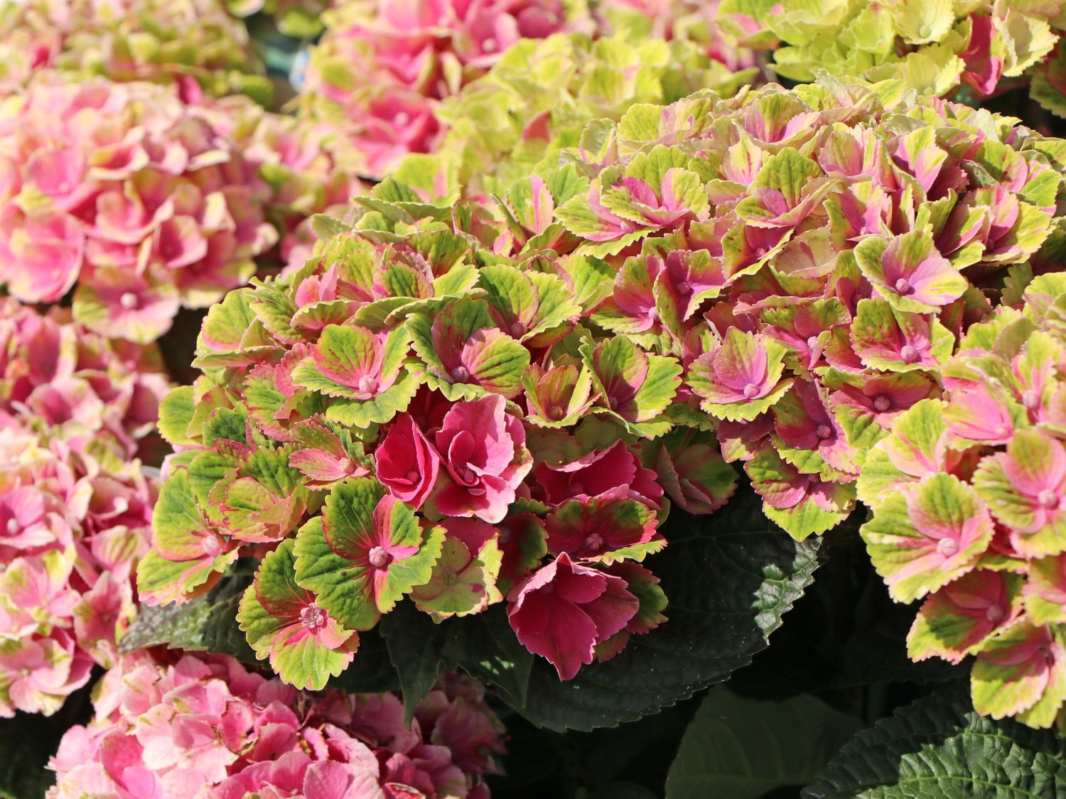 Ballhortensie Magical ® Four Seasons 'Amethyst ®' Rosa / Pink - Hydrangea macrophylla Magical ® Four Seasons 'Amethyst ®' Rosa / Pink