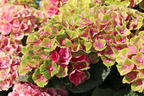 Ballhortensie Magical ® Four Seasons 'Amethyst ®' Rosa / Pink - Hydrangea macrophylla Magical ® Four Seasons 'Amethyst ®' Rosa / Pink