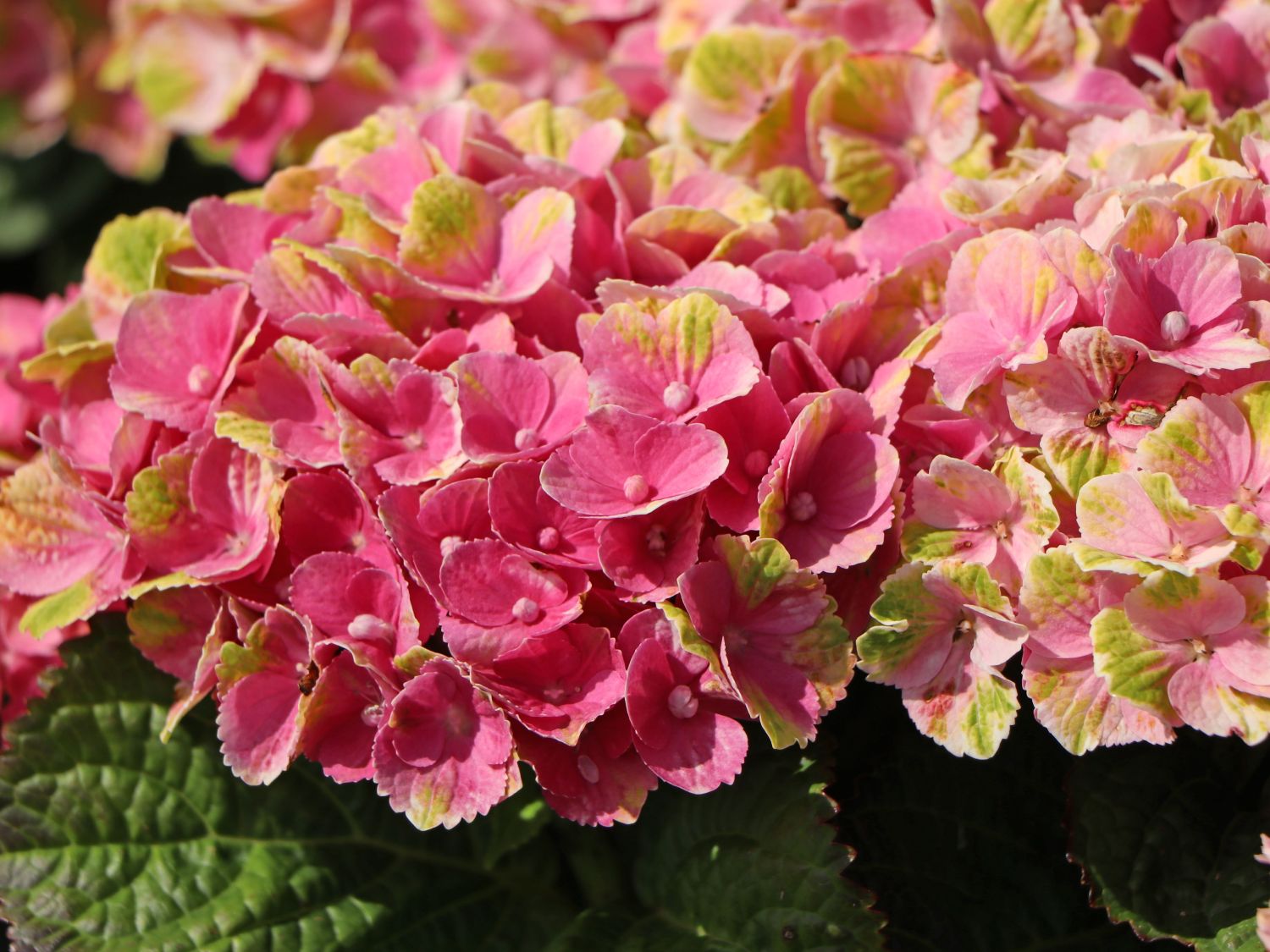 Ballhortensie Magical ® Four Seasons 'Amethyst ®' Rosa / Pink - Hydrangea macrophylla Magical ® Four Seasons 'Amethyst ®' Rosa / Pink