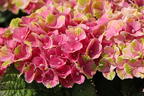 Ballhortensie Magical ® Four Seasons 'Amethyst ®' Rosa / Pink - Hydrangea macrophylla Magical ® Four Seasons 'Amethyst ®' Rosa / Pink