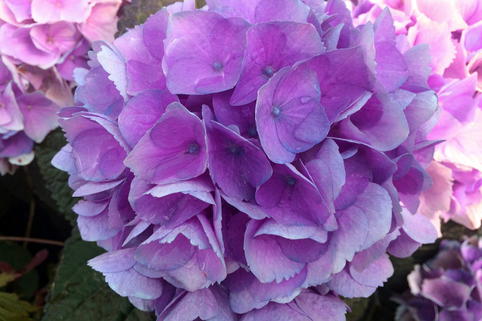 Ballhortensie Magical ® Four Seasons 'Opal ®' Blau - Hydrangea macrophylla Magical ® Four Seasons 'Opal ®' Blau